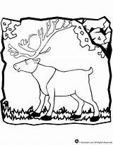 Caribou Coloring Pages Kids Comments sketch template
