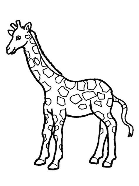 printable giraffe coloring pages  kids zoo animal coloring