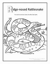 Coloring Rattlesnake Pages Snake Ridge Printable Diamondback Rattlesnakes Grand Canyon Nosed Rattle Colouring Color Kids Tattletail Motorhome Print Western Worksheets sketch template