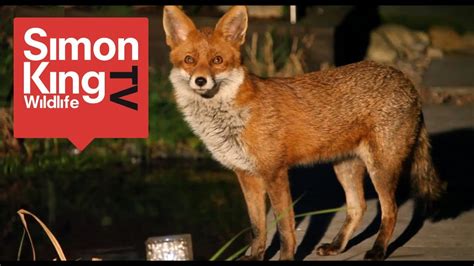 meet  fox family youtube