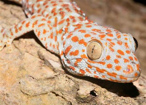 animalandia tuko gecko