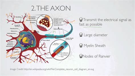 axon youtube