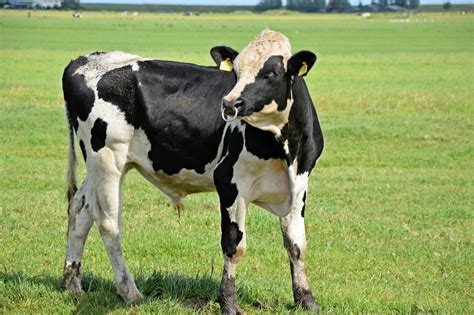 oxen  stock photo public domain pictures