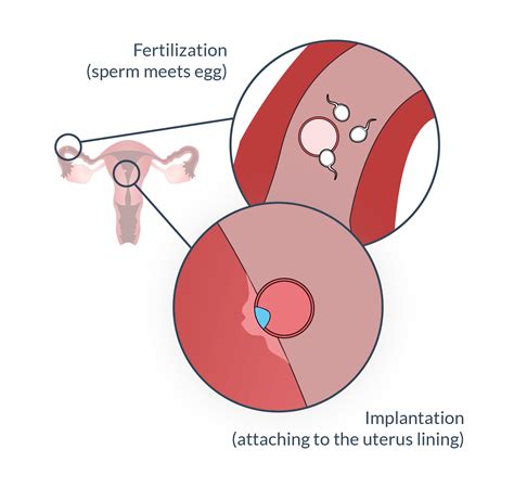 ovulation understanding ovulation   pregnant