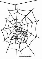 Kreuzspinne Spinne Malvorlage Malvorlagen Ausmalbilder sketch template