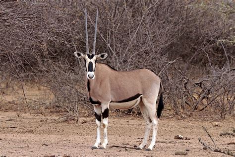 filecommon beisa oryx oryx beisa beisa femalejpg wikimedia commons