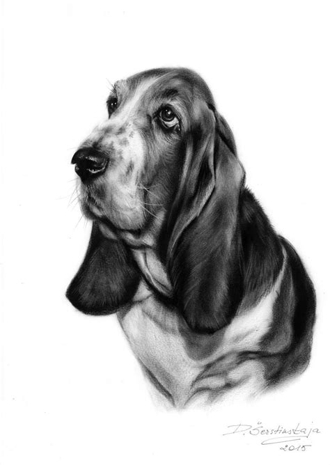 basset hound   danguole serstinskaja basset hound art basset