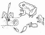 Frog Tadpole Coloring Evolution Drawings 490px 73kb sketch template