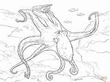 Coloring Octopus Pages Common Supercoloring Drawing Printable sketch template