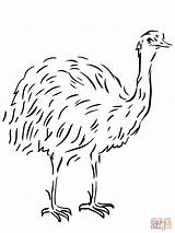 Emu Australian Coloring Flightless Bird Pages Template Colouring Animal Clipart Drawing Printable Templates Vogel Ausmalbild Color Flag Tiere Kangaroos Birds sketch template