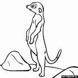 Meerkat Coloring Pages Jungle Animals Online Popular Gif sketch template