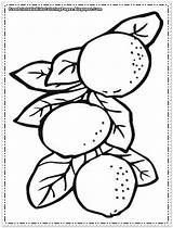 Orange Coloring Tree Pages Printable Fruit Google Related Post Popular sketch template