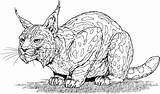Coloring Pages Big Cat Cats Lynx Large Eared Adults sketch template