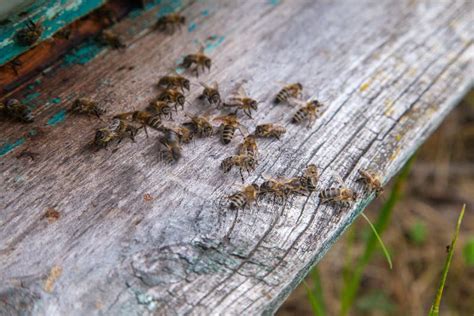 opwarmingsbijen bij de ingang van oude bijenkorf  bijenstal stock foto image  imkerij