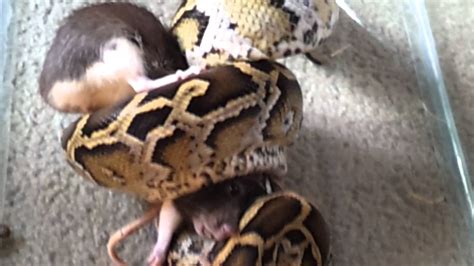 snake eating rat graphic video youtube