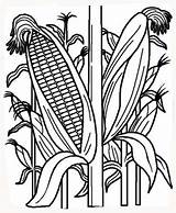 Coloring Corn Indian Pages Related sketch template