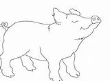 Cerdo Porco Colorir Lindo Tudodesenhos sketch template