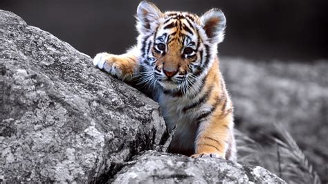 cute baby tiger full wallpapers hd desktop  mobile backgrounds