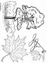 Coloring Maple Tree Pages Printable Recommended Getcolorings Sheet sketch template