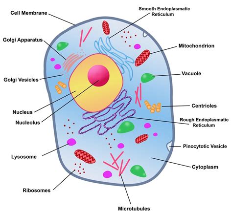 rough endoplasmic reticulum animal cell structure cell ermodelexamplecom