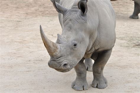 strategy  save northern white rhinos  extinction earthcom