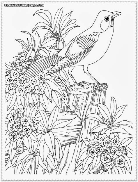 bird coloring pages realistic alexiatedurham