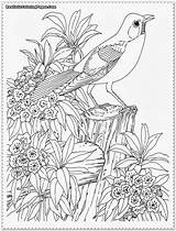 Coloring Realistic Pages Bird Animal Adult Garden Printable Adults Color Print Designlooter Drawings Choose Board Book Sheets 22kb Detailed sketch template