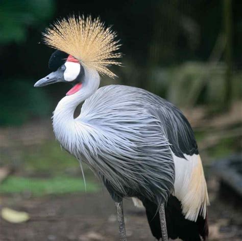 crowned crane african bird facts pictures beauty  bird