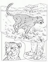 Jachtluipaard Dieren Kleurplaten Animaatjes sketch template