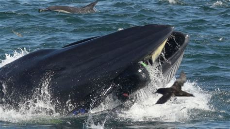 man wordt opgeslokt door walvis het   heel donker rtl nieuws