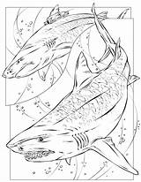 Tiger Megalodon Coloring Shark Pages Printable Sharks Drawing Print Coloriage Color Requin Getcolorings Colorin Book Getdrawings Colorier Tattoo Books Popular sketch template