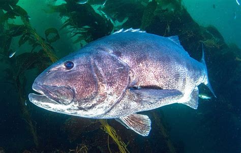 Giant Sea Bass For Lunch Or Dive Buddy