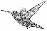 Zentangle Hummingbird Cultures sketch template