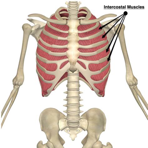 internal  external intercostal muscles  attachments  actions