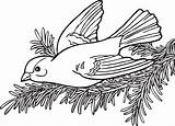 Willow Goldfinch Onlinelabels Coloring Clip Book sketch template
