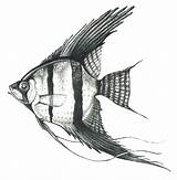 Angelfish Fische Freshwater Bleistift Zeichnen Zeichnung Besuchen Kissclipart sketch template