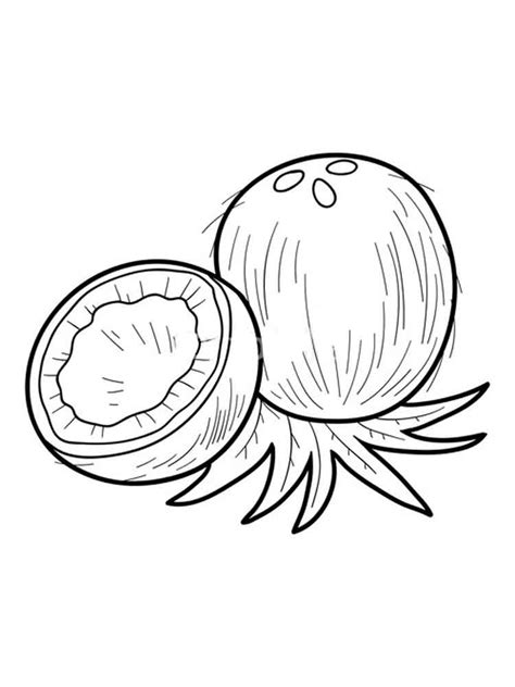 coconut coloring page   coconut coloring page png