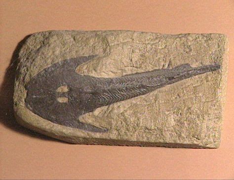 fossielen miljoenen jaren oud fossielen geschiedenis en dieren