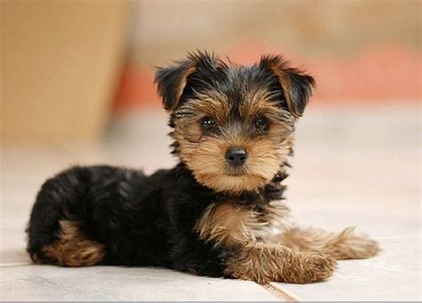 pin     pets   animals baby dogs yorkie puppies