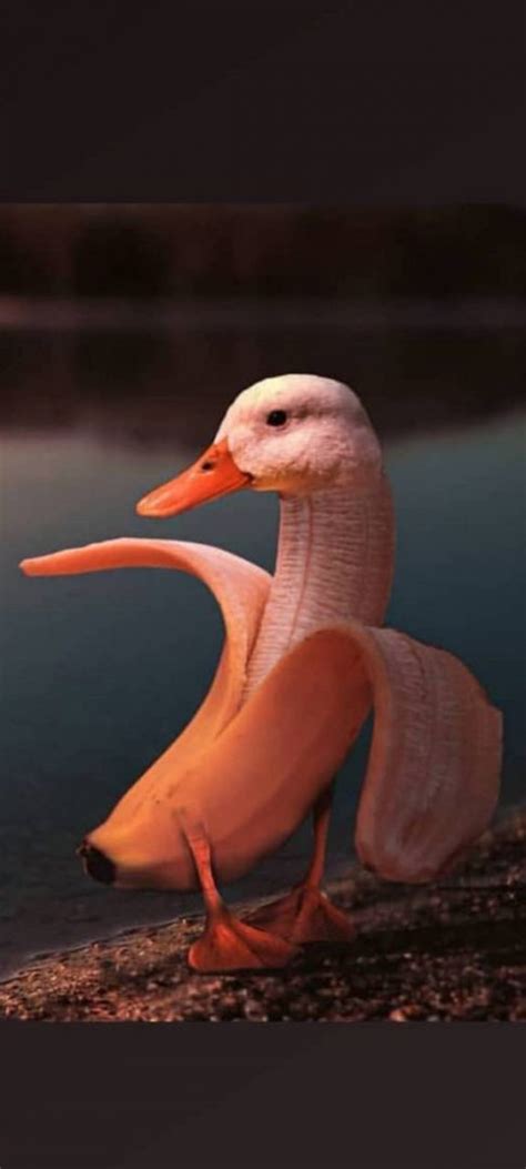 duck backgrounds animal background  cute desktop animals