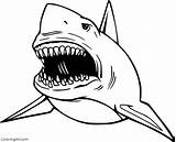 Megalodon Coloringall sketch template