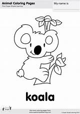 Koala Coloring Pages Cute Baby Simple Super Kids Bear Koalas Animal Worksheets Printable Color Sheets Kindergarten Learning Supersimplelearning Animals Printables sketch template