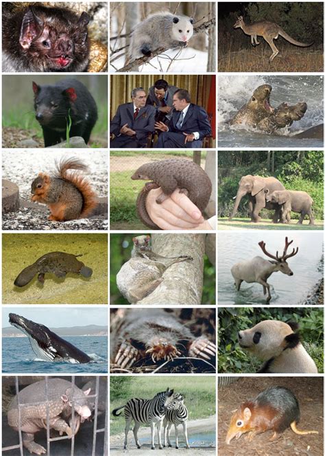 mamiferos wikipedia  enciclopedia livre
