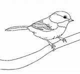Bird Coloring Little Oiseau Petit Gif Yuan Colored Coloringcrew Dessin Sur Silhueta Da Birds Para Escolha Pasta Pintura sketch template