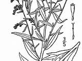 Sagebrush Artemisia Coloring Ludoviciana Flower Template Sagebud Absinthium Pages Sturm sketch template