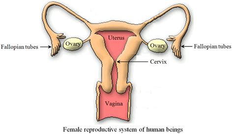 Human Female Reproductive System