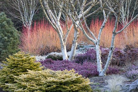 design  winter garden  combines toughness color texture gallery garden design