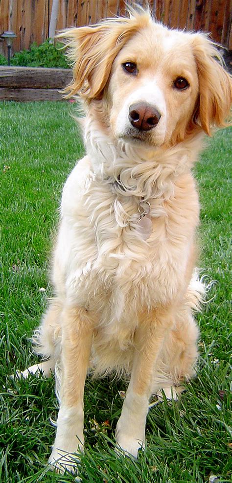 border collie golden retriever mix dog breeds picture
