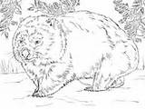 Wombat Coloring Realistic Pages sketch template