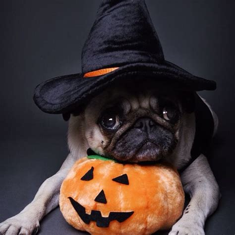 pin  krystal johnson wheeler    pug pug world halloween puppy